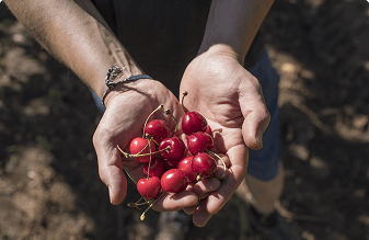 Progetto Save the Farm