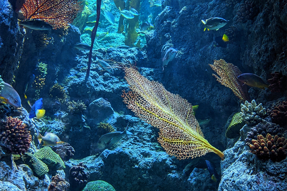 Habitat marini che sorprendono