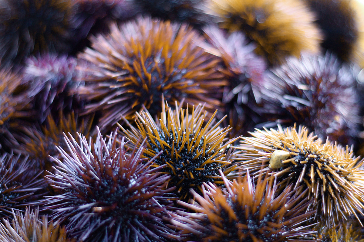 Fauna marina: 5 specie da proteggere