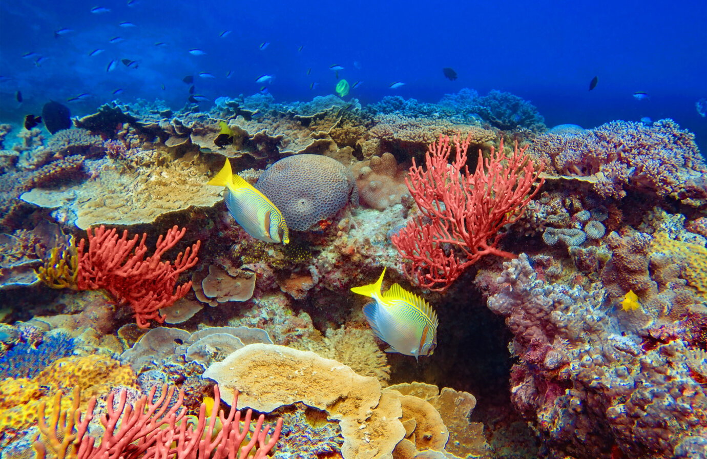 La Grande Barriera Corallina australiana: una meraviglia del nostro Pianeta