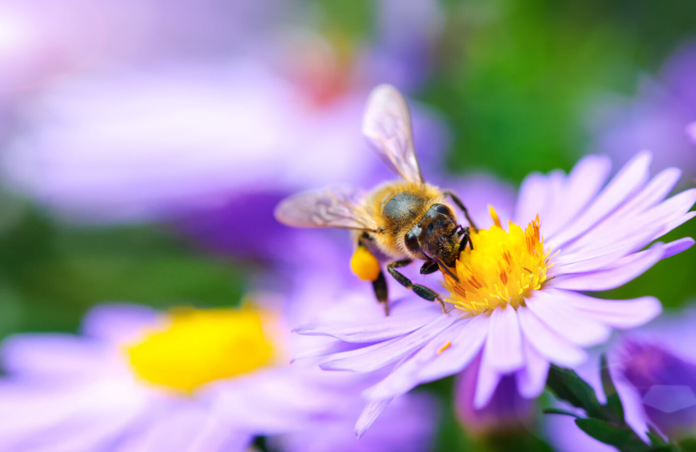 Giornata mondiale delle api: tutto quello che c’è da sapere!