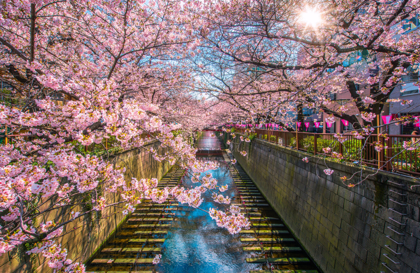 La fioritura dei ciliegi in Giappone