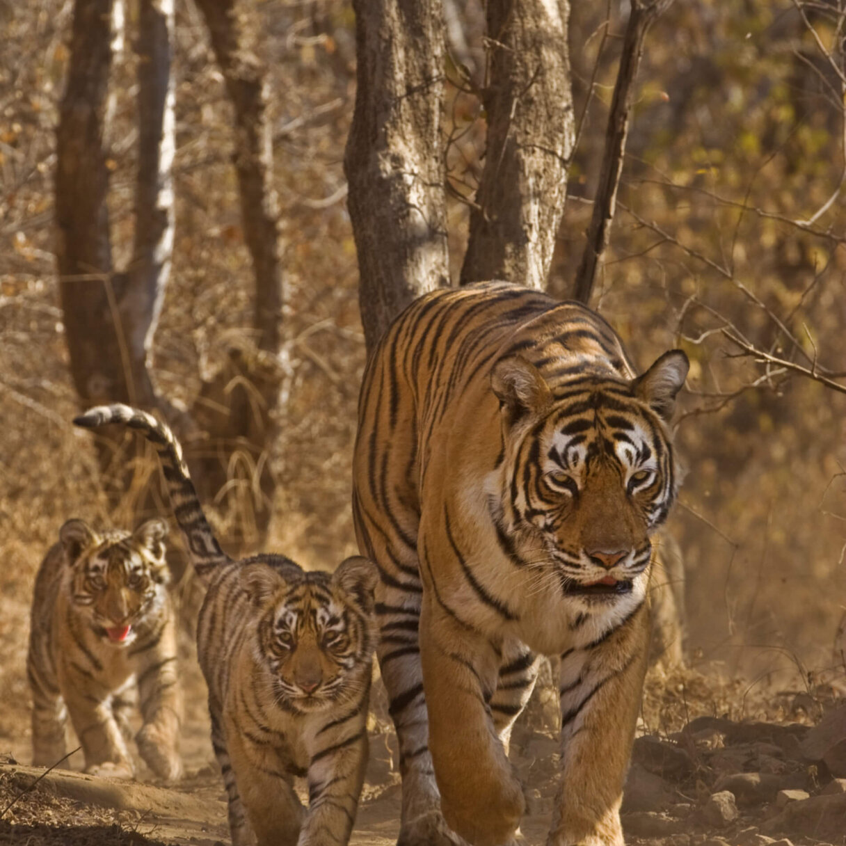 Tigre: una meraviglia da proteggere!