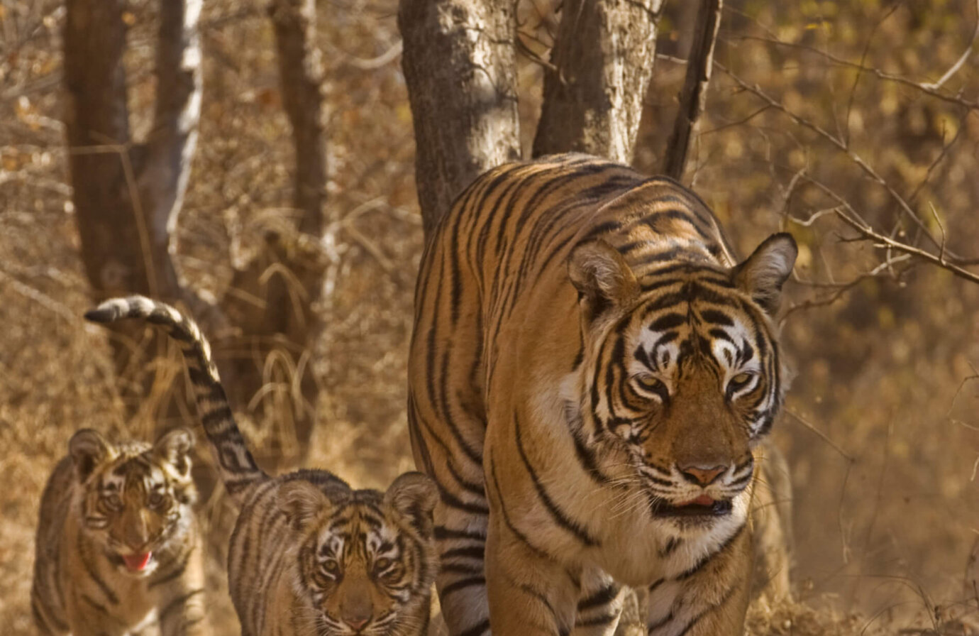 Tigre: una meraviglia da proteggere!