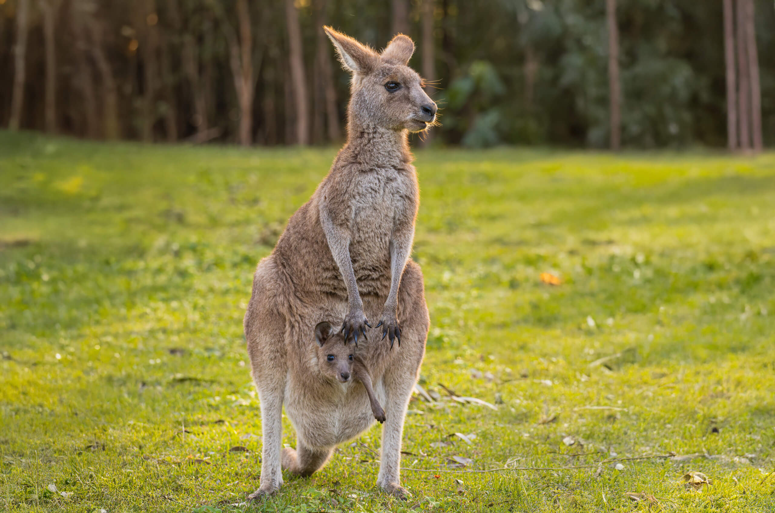 Le migliori mamme del mondo animale? Scopriamone alcune!