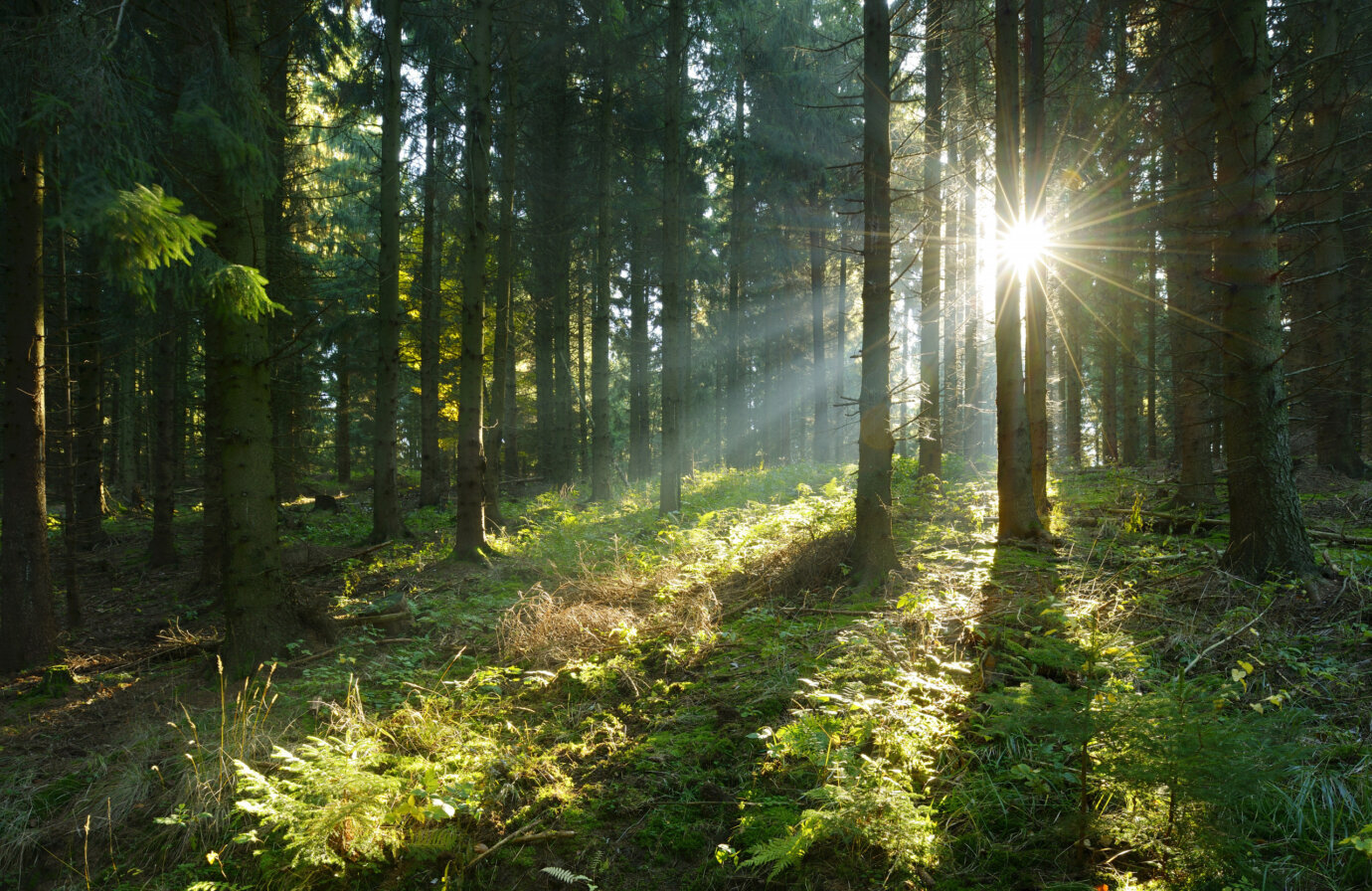 Agricoltura biologica e agricoltura convenzionale: quali sono le principali differenze?