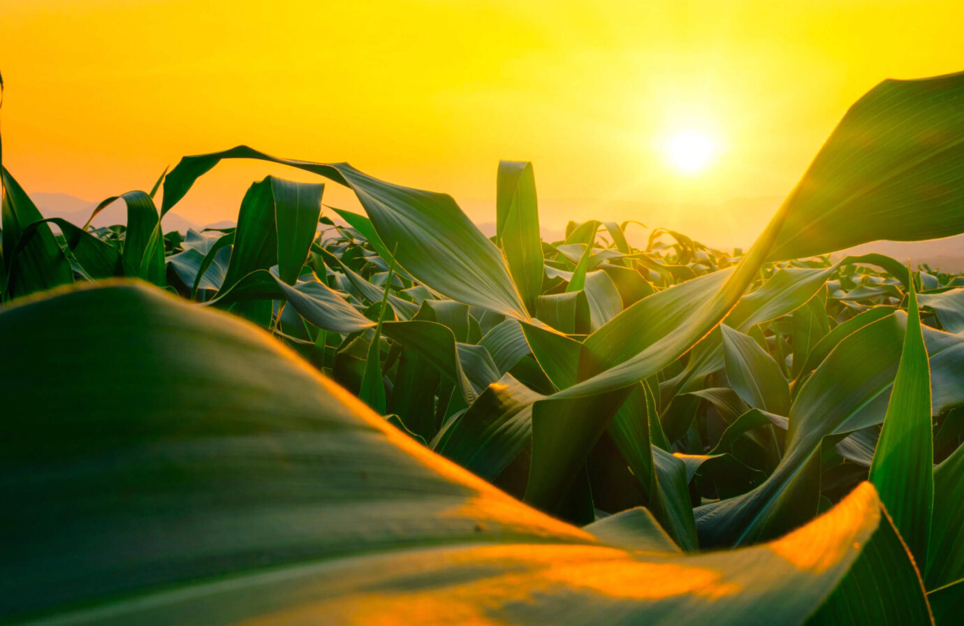 Giornata internazionale della gastronomia sostenibile: prendiamo ispirazione