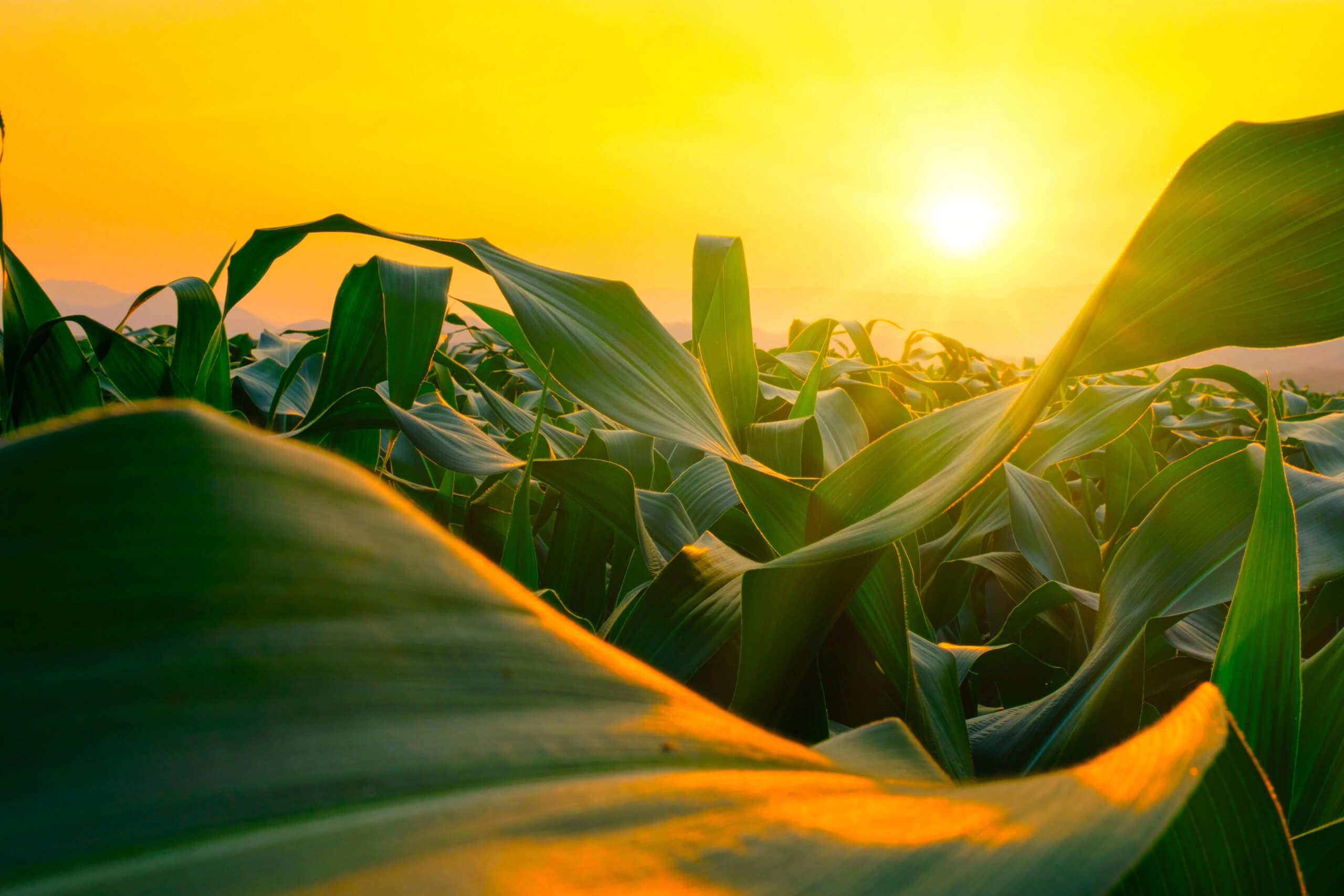 Giornata internazionale della gastronomia sostenibile: prendiamo ispirazione